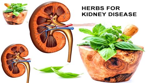 7 Powerful Herbs For Kidney Health And Function Youtube