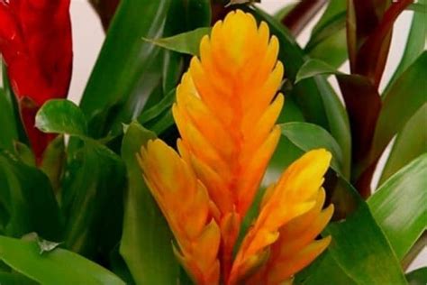 7 Yellow Flowering Houseplants Urban Garden Gal