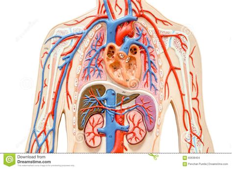 Image Result For Heart Kidneys Lungs Liver Location In Body Image