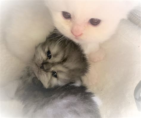 Smoke, White Teacup Kittens catscreation.com - CatsCreation