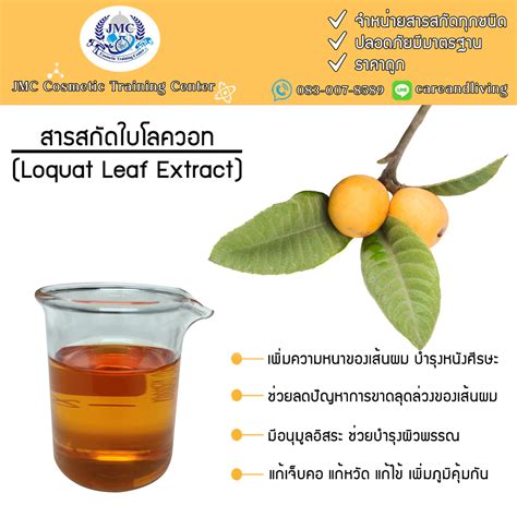Loquat Leaf Tea Benefits Dreamagin