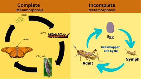 Explained Types Of Metamorphosis Stages And Examples