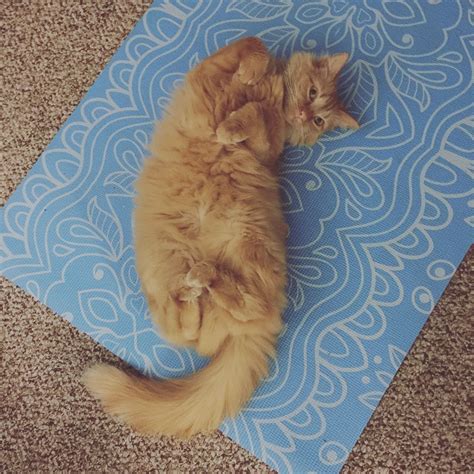 An Orange Cat Laying On Top Of A Blue Mat