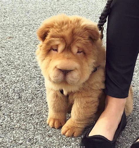 Shar Pei Cruzado Con Show Show Razas De Perros Chiquitos Perros