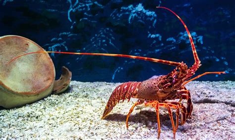 How To Catch A Lobster Aquaviews