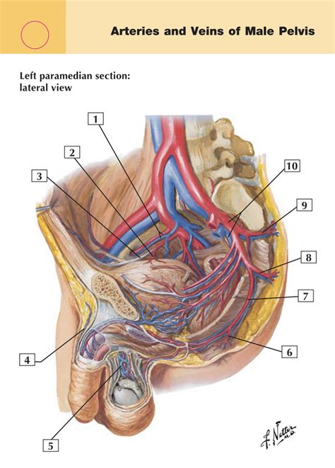 Arteries Of The Pelvis And Perineum In The Male The Best Porn Website