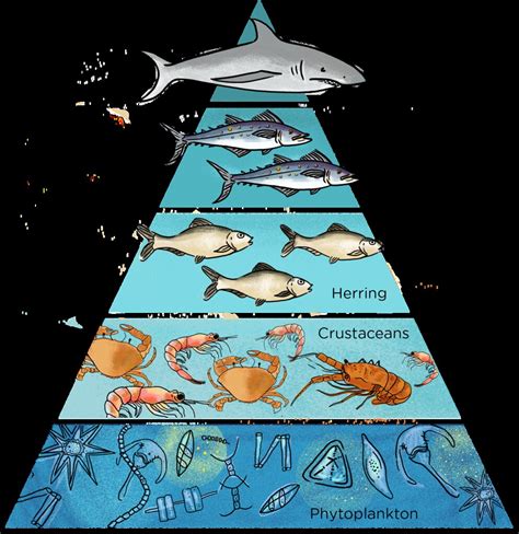 Food Chain In The Ocean Biome Animals World