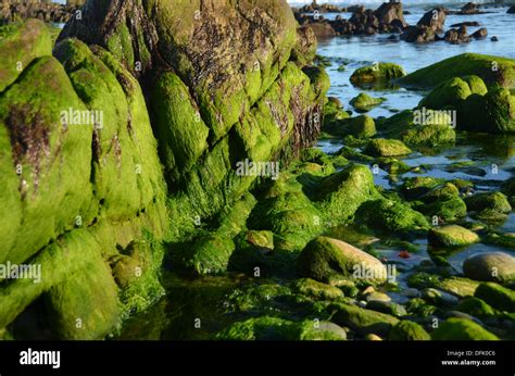 Rocks Covered By Green Green Algae On The Coast South Of Audierne