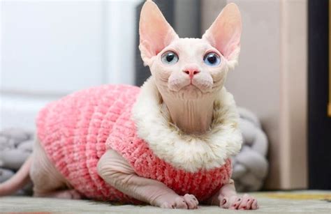 Customize Sphynx Cat Clothes Handmade Sweater Mink Wool Warm Etsy In