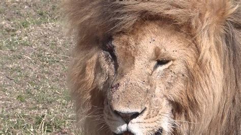 Scar und seine drei brüder sind auch bekannt als die 4 musketiere. Masai Mara - Marsh Pride dominant male lion called ...