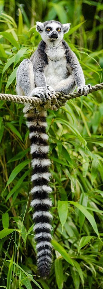 Ring Tailed Lemurs Diet Predators And Appearance