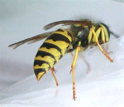 German Yellow Jacket Insect Id