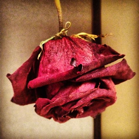 Cover the blossoms, leaves, and stem. How to dry flowers. DIY decorations ~ dried flowers | lace ...
