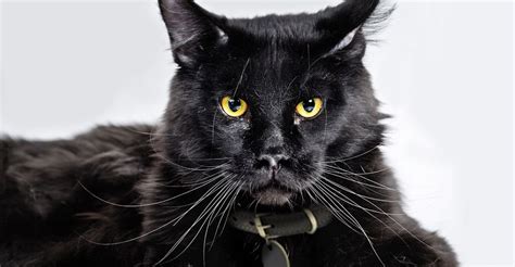 Large Black Main Coon Cat With Long Whiskers And Yellow Eyes Lying