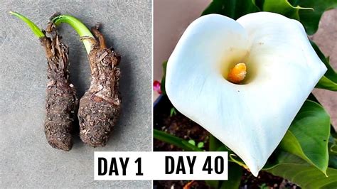 How To Grow Calla Lily Right Way At Right Time Youtube