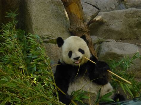 Panda Bear Eating Bamboo Pics4learning