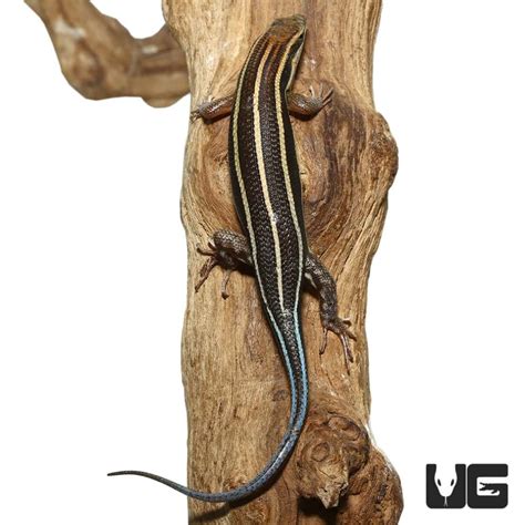 African Blue Tail Skinks Trachylepis Quinquetaeniata For Sale