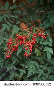 Ty ty nursery offers mature nandina shrubs at the low price. Nandina Images, Stock Photos & Vectors | Shutterstock