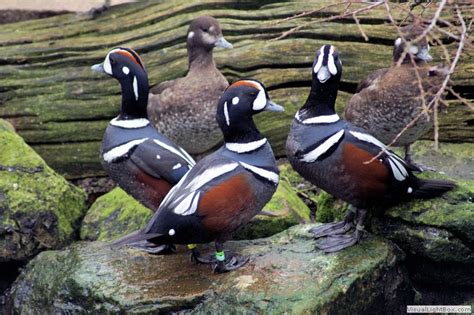 Identify Harlequin Duck Wildfowl Photography