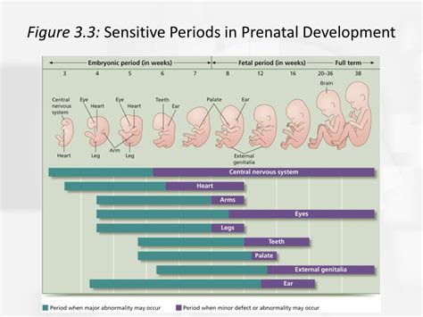 Ppt Chapter 3 Conception Prenatal Development And Birth Powerpoint