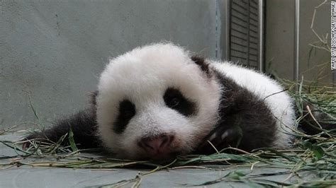Cute Alert As Taiwans First Giant Panda Cub Goes On Show Cnn Travel
