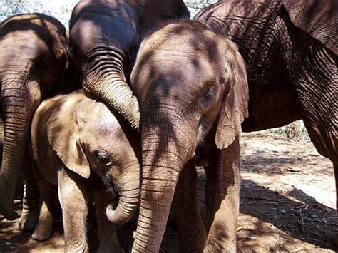 elephants distinguish human voices by sex age ethnicity oceania gulf news