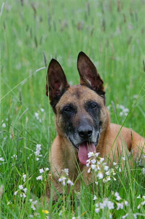 There are several procedures to become belgian. Is The Belgian Malinois A Good Family Dog? | Your Dog Advisor