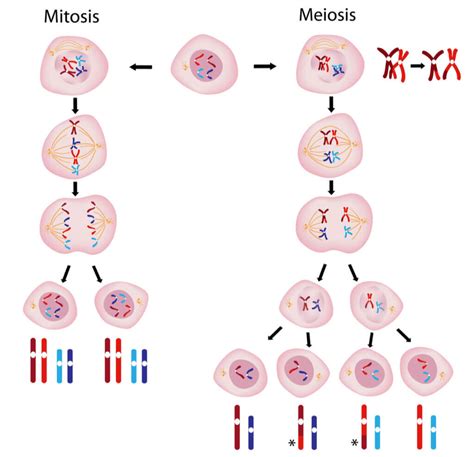 Las 4 Diferencias Entre Mitosis Y Meiosis Muy Salud