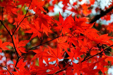 Colors Of Late Autumn Iv Crimson Maples Leaves Robert Koehler