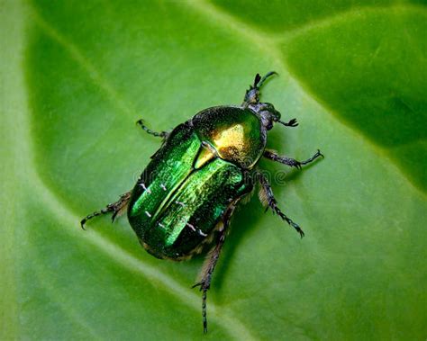 The Flower Chafer On A Leaf Stock Photo Image Of Wildlife Garden