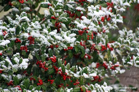 Holly Bush Holly Bush Red Peppercorn Magic Snow Event Winter Winter Time Eyes Winter Fashion
