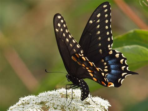 Capt Mondos Photo Blog Blog Archive Black Swallowtail Butterfly 2