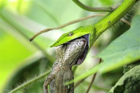 Green Snake Eats A Lizard Stock Image Image Of Adder 227908971