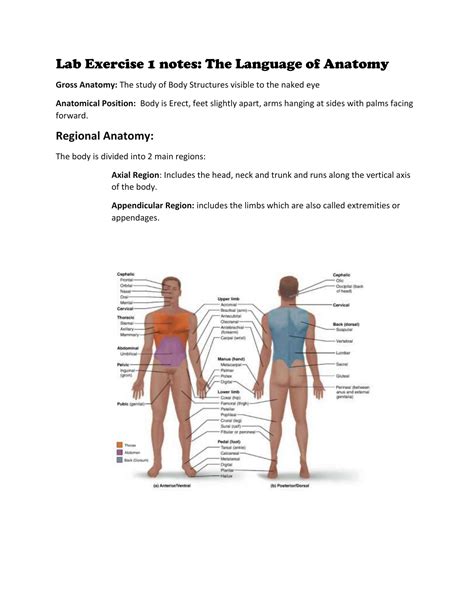 Lab Exercise 1 Notes Regions Of The Body
