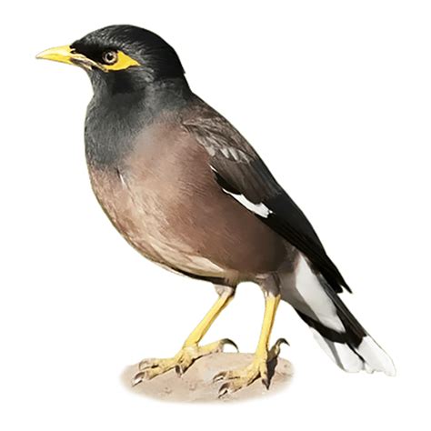 Myna Png Images Transparent Hd Photo Clipart Photo Clipart Png