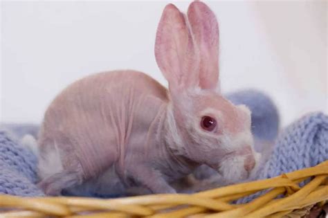 Hairless Rabbits Facts Appearance Care Lifespan And Cost