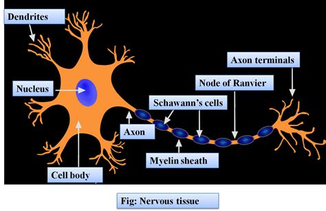 How To Draw Structure Of Neuron Neuron Diagram Labelled Diagram Of