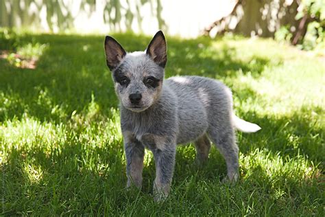 10 Week Old Cute Australian Blue Heeler Puppy Dog