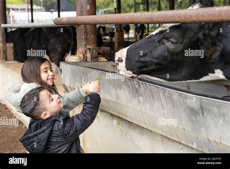 Kids At A Milk Farm Feeding Cow Little Children Feeds A Cow With Grass