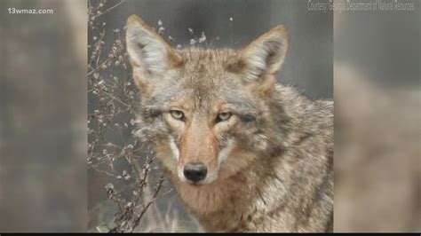 Coyote Sightings On The Rise As Mating Season Gets Underway