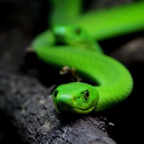 Eastern Green Mamba Learn About Nature