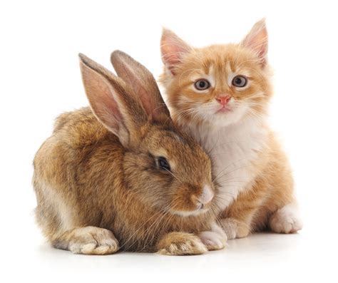 Do Cats And Bunnies Get Along Every Bunny Welcome