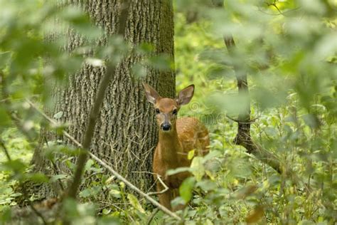 The White Tailed Deer Or Virginia Deer In The Autumn Forest Stock