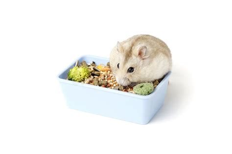 Dwarf Furry Hamster Eats Food Next To Feeder On White Background Stock