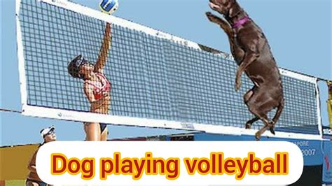 Dog🐕is Playing Volleyball Youtube