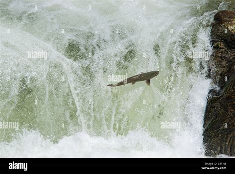 Chinook Salmon Jumping Waterfall Stock Photo Alamy