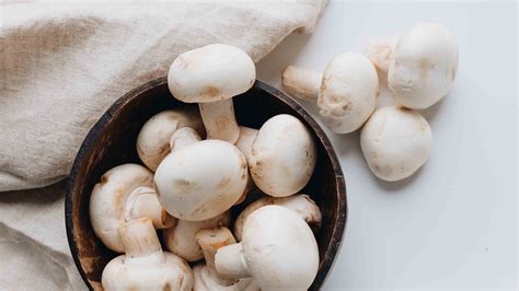 Champignon Agaricus Bisporus Bio Vitalpilze Online Kaufen Mycovital