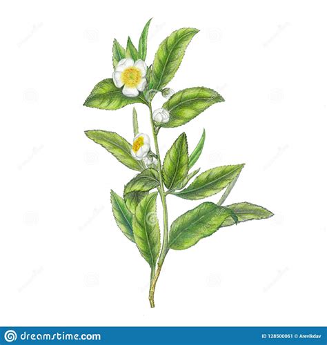 Hand Drawn Illustration Of Tea Plantisolated Tea Plant Stock