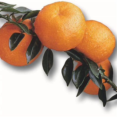 Chinotto orange, myrtle-leaved orange - Oscar Tintori - Nurseries ...