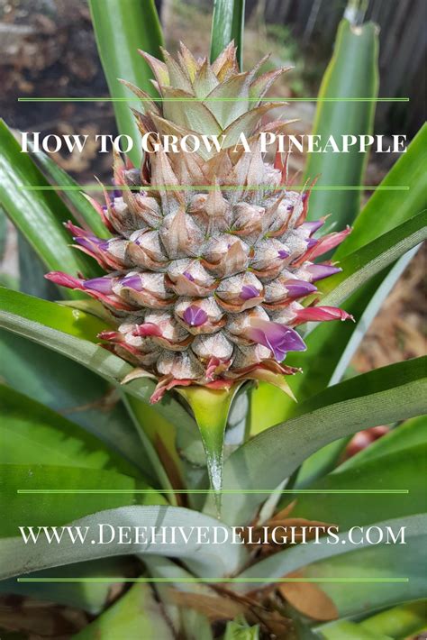 How To Grow A Pineapple How To Grow A Pineapple In A Pot Organic